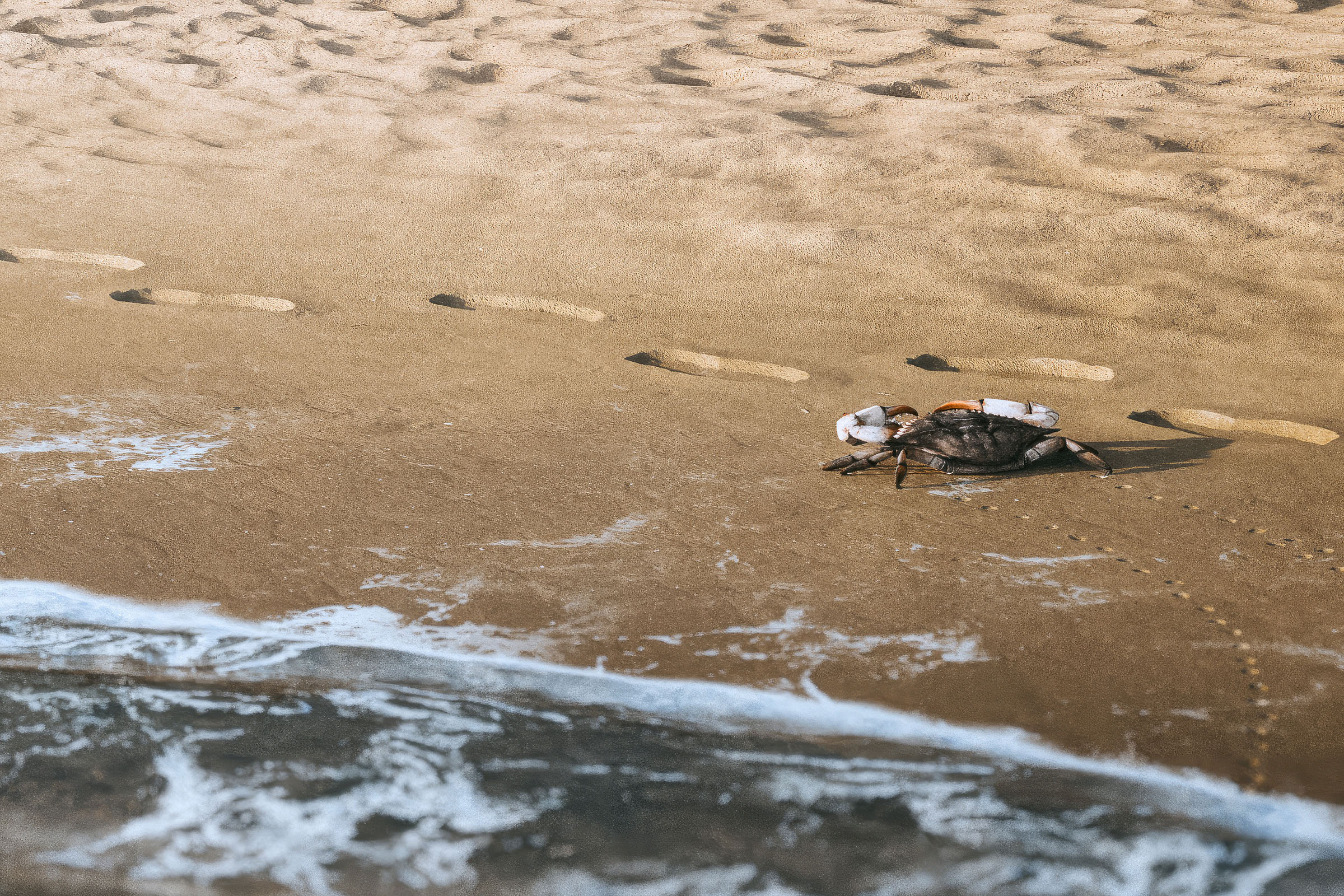 02_b_Pohl_Pohl_Tiny_Houses_Loft14_V2_beach_day_concrete_zoom_230306-6000-d1 02_b_Pohl_Pohl_Tiny_Houses_Loft14_V2_beach_day_concrete_zoom_230306-6000-d1